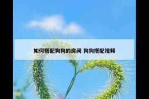 如何搭配狗狗的房间 狗狗搭配视频