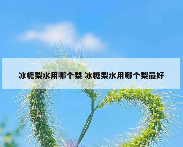 冰糖梨水用哪个梨 冰糖梨水用哪个梨最好