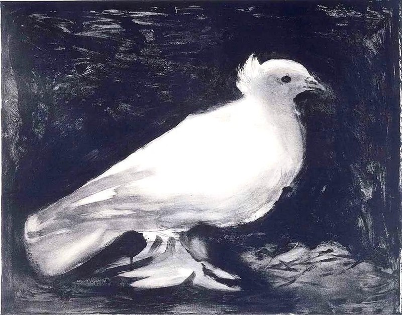 和平鸽的形象由哪位著名画家创造的「推荐和平鸽的来历故事分享」
