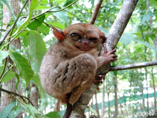 眼镜猴是几级保护动物「最新不怕人的最小猴类眼镜猴已濒危」