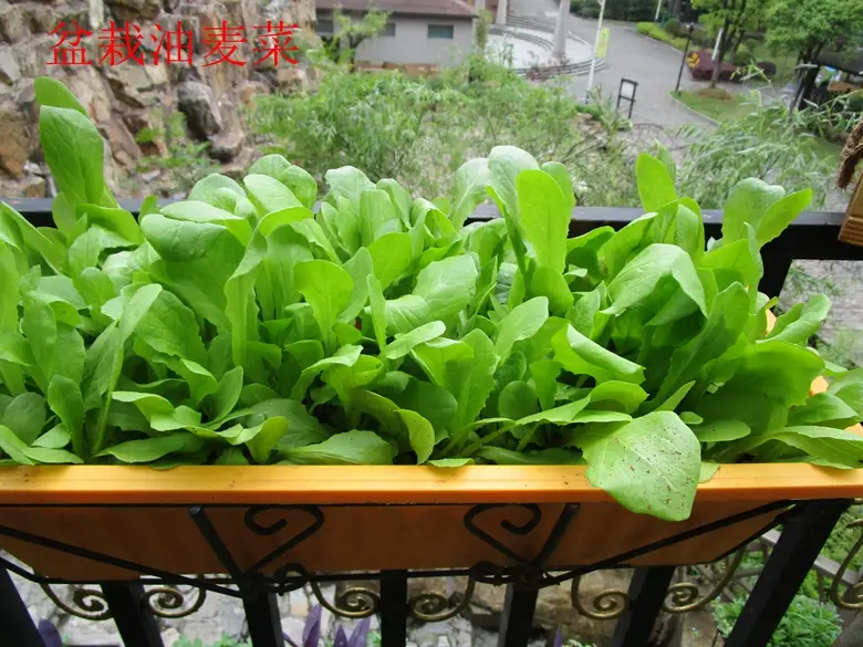 油麦菜是蔬菜吗(油麦菜是什么菜图片) 蔬菜档案叶菜类(7)油麦菜