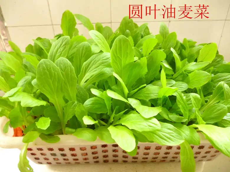 油麦菜是蔬菜吗(油麦菜是什么菜图片) 蔬菜档案叶菜类(7)油麦菜