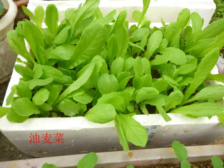 油麦菜是蔬菜吗(油麦菜是什么菜图片) 蔬菜档案叶菜类(7)油麦菜