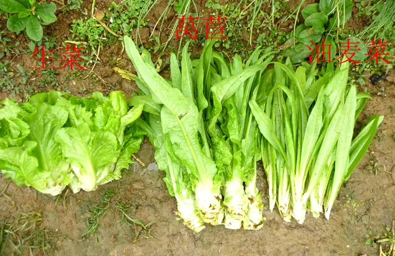 油麦菜是蔬菜吗(油麦菜是什么菜图片) 蔬菜档案叶菜类(7)油麦菜
