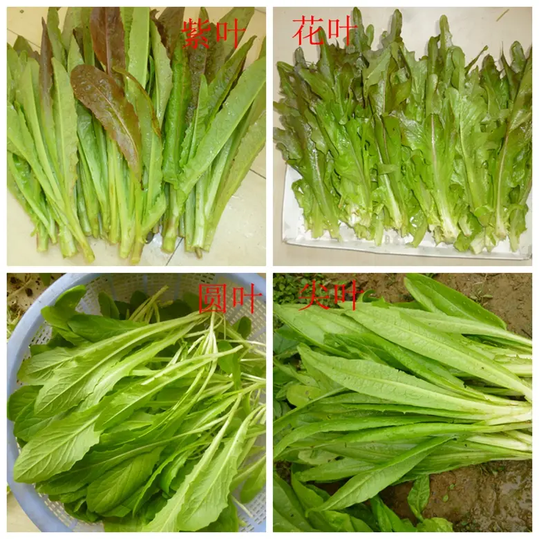 油麦菜是蔬菜吗(油麦菜是什么菜图片) 蔬菜档案叶菜类(7)油麦菜