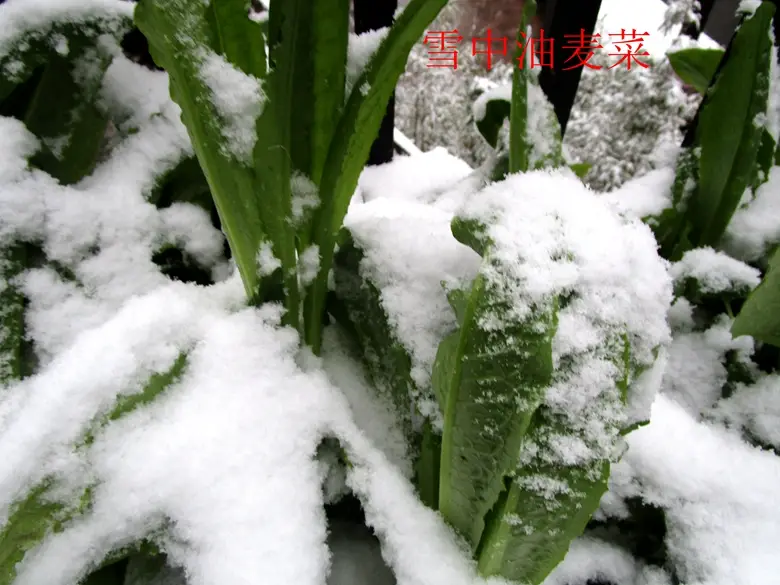 油麦菜是蔬菜吗(油麦菜是什么菜图片) 蔬菜档案叶菜类(7)油麦菜