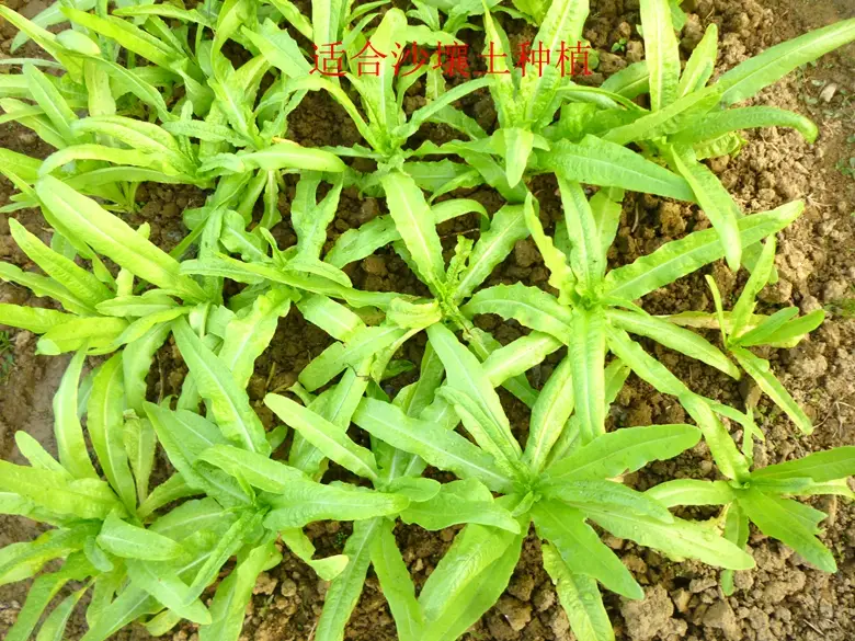 油麦菜是蔬菜吗(油麦菜是什么菜图片) 蔬菜档案叶菜类(7)油麦菜