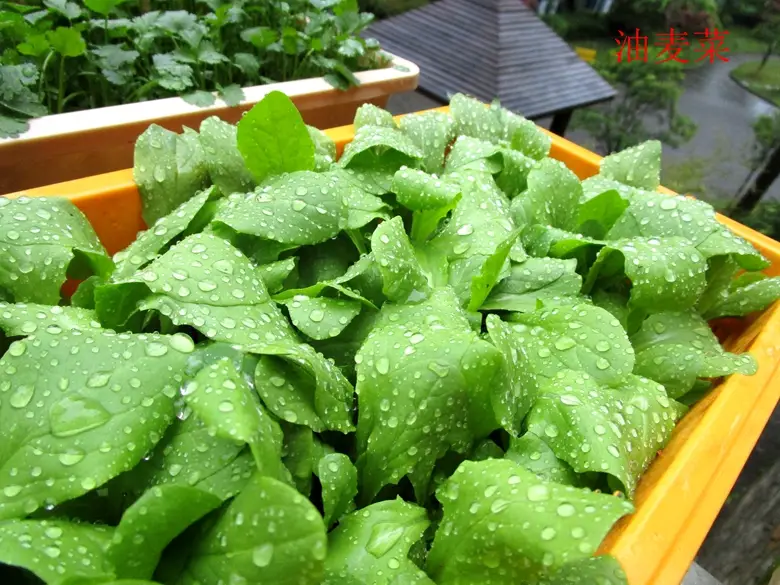 油麦菜是蔬菜吗(油麦菜是什么菜图片) 蔬菜档案叶菜类(7)油麦菜