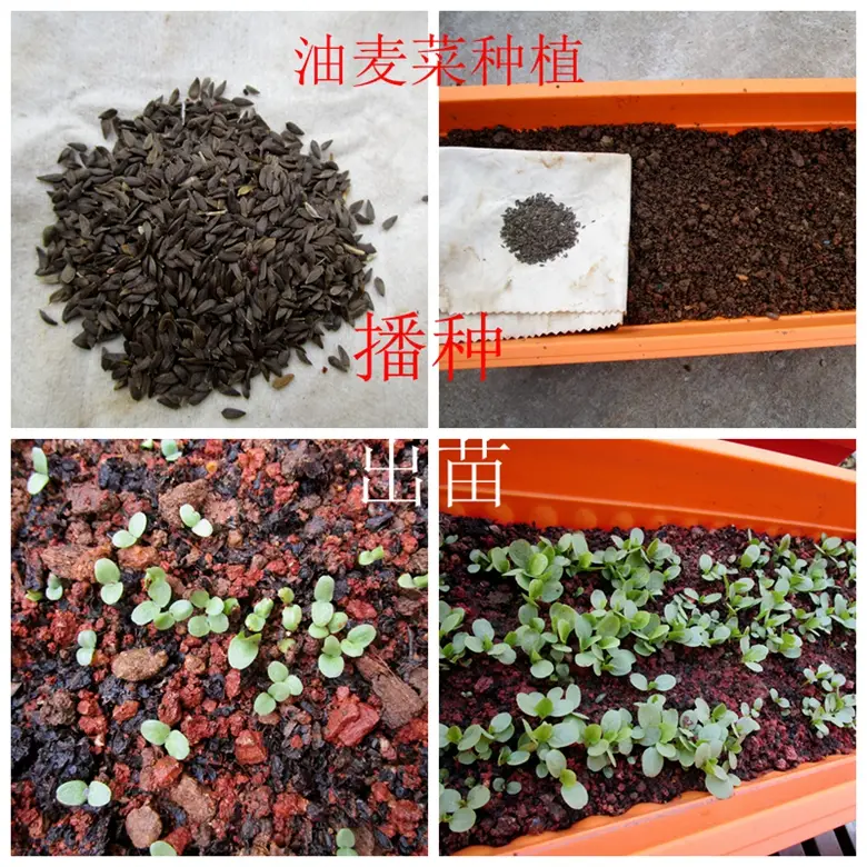 油麦菜是蔬菜吗(油麦菜是什么菜图片) 蔬菜档案叶菜类(7)油麦菜