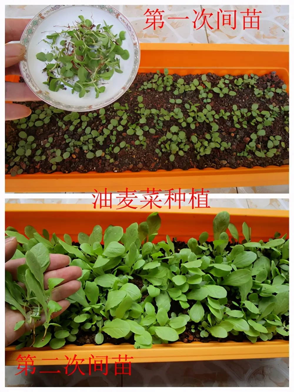 油麦菜是蔬菜吗(油麦菜是什么菜图片) 蔬菜档案叶菜类(7)油麦菜