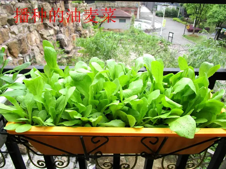 油麦菜是蔬菜吗(油麦菜是什么菜图片) 蔬菜档案叶菜类(7)油麦菜