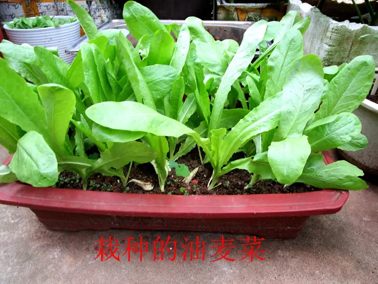 油麦菜是蔬菜吗(油麦菜是什么菜图片) 蔬菜档案叶菜类(7)油麦菜