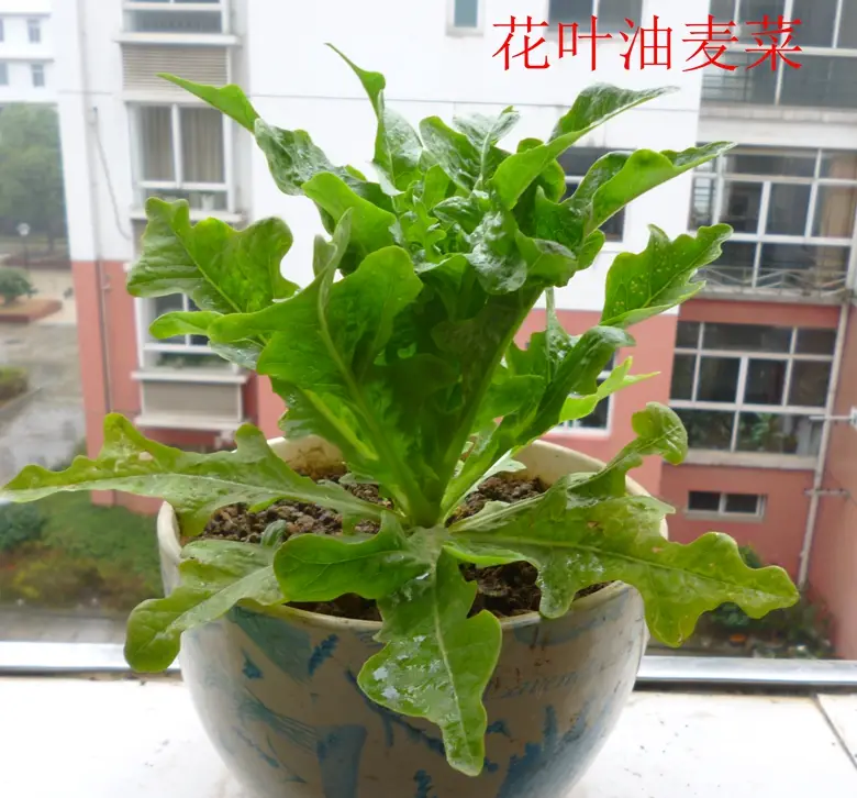 油麦菜是蔬菜吗(油麦菜是什么菜图片) 蔬菜档案叶菜类(7)油麦菜