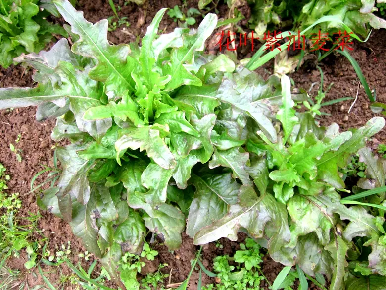 油麦菜是蔬菜吗(油麦菜是什么菜图片) 蔬菜档案叶菜类(7)油麦菜