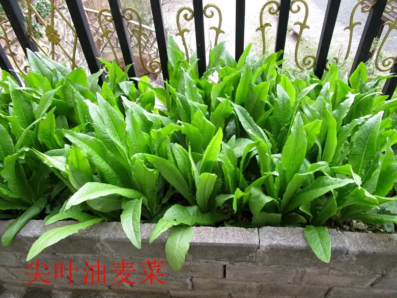 油麦菜是蔬菜吗(油麦菜是什么菜图片) 蔬菜档案叶菜类(7)油麦菜