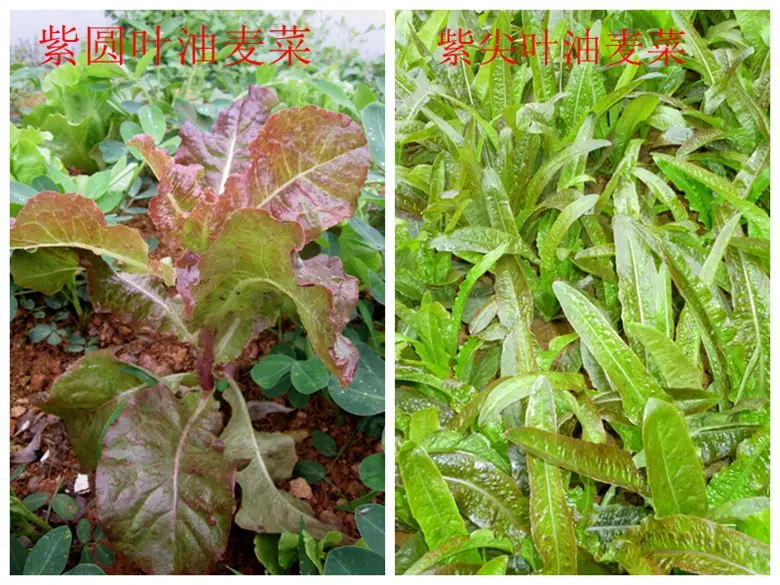 油麦菜是蔬菜吗(油麦菜是什么菜图片) 蔬菜档案叶菜类(7)油麦菜