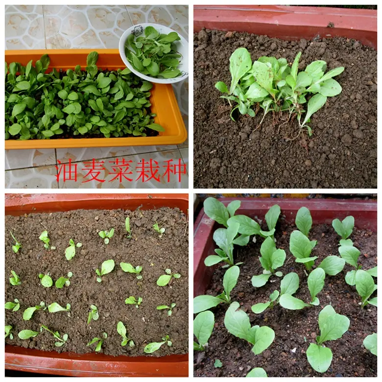 油麦菜是蔬菜吗(油麦菜是什么菜图片) 蔬菜档案叶菜类(7)油麦菜