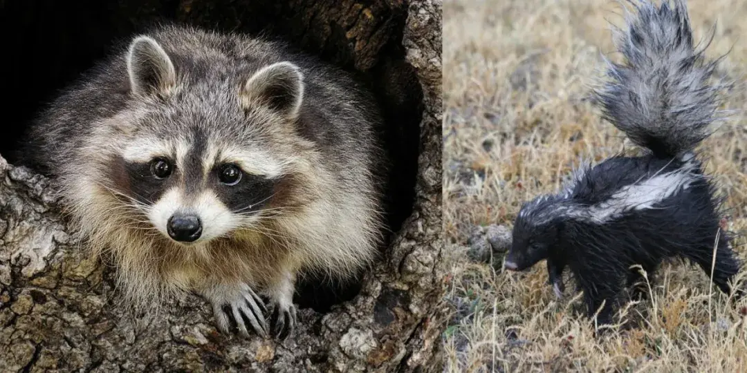 homo是什么意思,求雷「附：HOMO是什么意思」