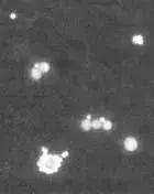 homo是什么意思,求雷「附：HOMO是什么意思」