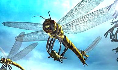 巨脉蜻蜓保养 蜻蜓保养方法及注意事项 