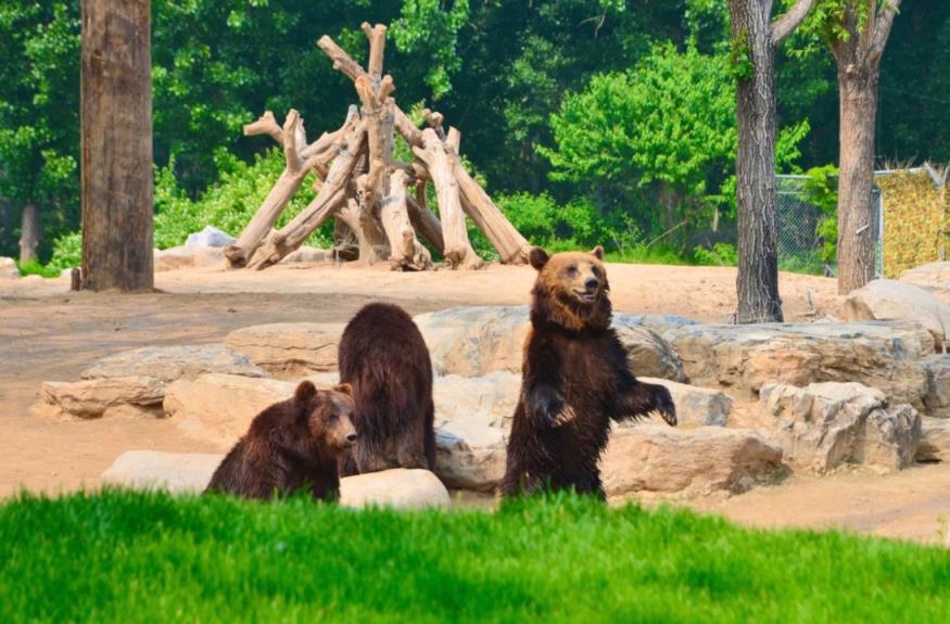 动物园棕熊能懂人话被质疑是人假扮,动物园的棕熊有什么特点