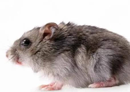 科学家首次让2只雄性老鼠产仔