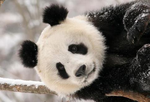 网友突击式检查世界各地大熊猫,熊猫在国外过得好吗