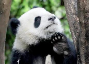 网友突击式检查世界各地大熊猫,熊猫在国外过得好吗