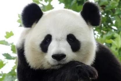 旅外大熊猫租借时长有严格限制