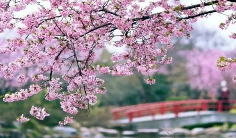 2023年武汉樱花节是几月份,武汉樱花节什么时候开始
