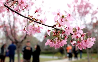 2023年武汉樱花节是几月份,武汉樱花节什么时候开始