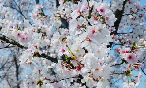 2023年4月份武汉还有樱花吗,2023武汉看樱花时间是什么时候