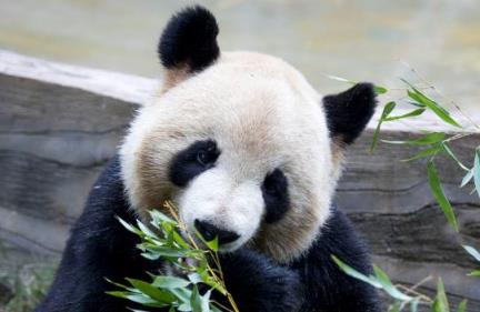 拍摄者回应旅英大熊猫听懂四川话