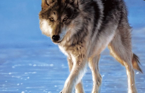 世界上最可怕的狼是不是灰太狼,世界上最可怕的狼长什么样子