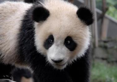 大熊猫为什么近期扎堆回国,大熊猫为什么必须回国