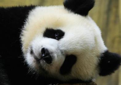 大熊猫为什么近期扎堆回国,大熊猫为什么必须回国