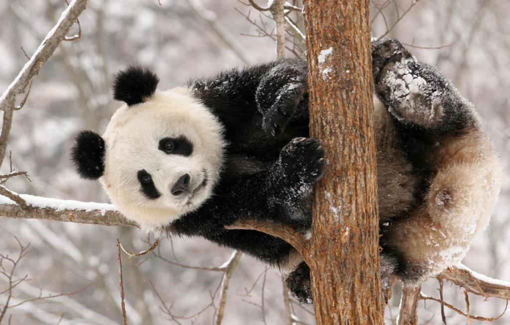 大熊猫为什么要租给其他国家,大熊猫为什么被送到别的国家