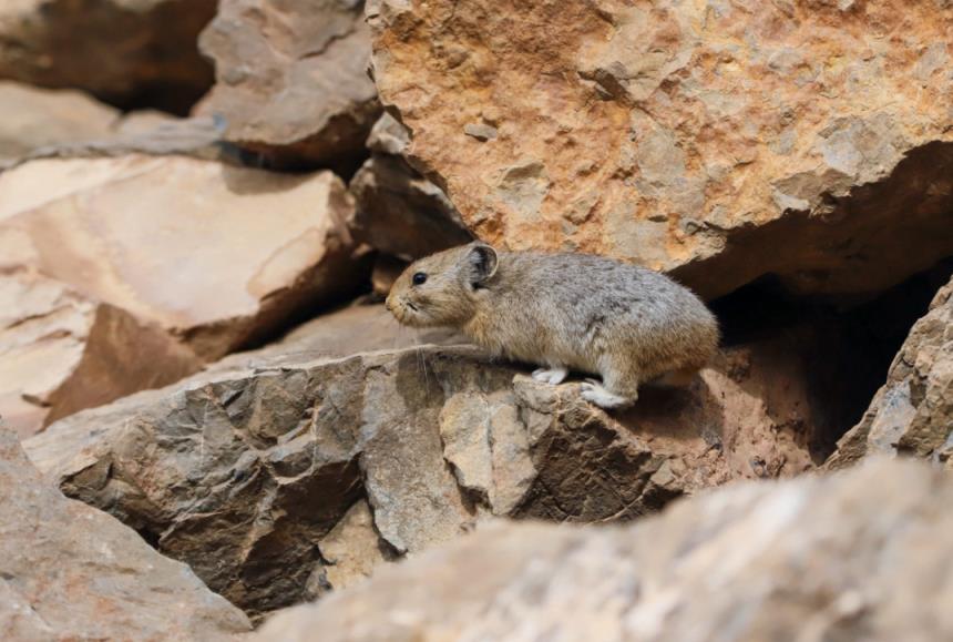 贺兰山鼠兔时隔6年现身,贺兰山鼠兔是几级保护动物