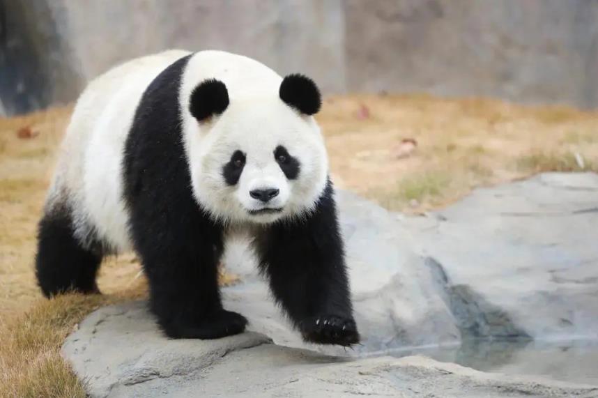 医院有位患者叫熊猫是真熊猫,大熊猫的寿命有多长