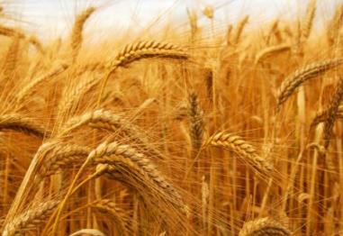 2023年小麦还会继续上涨吗,2023年小麦价格涨到2元