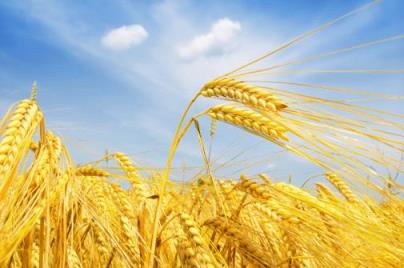 2023年小麦保护价是多少钱一斤,今年小麦的保护价是多少钱