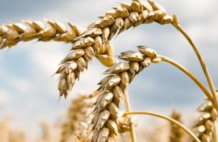 2023年几月份收小麦,预计今年什么时候收小麦