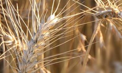 2023年几月份收小麦,预计今年什么时候收小麦