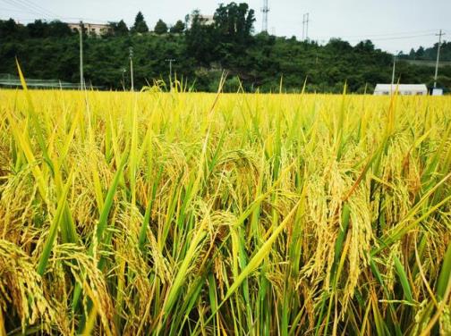2023年稻谷收购价格最新行情,2023年稻谷收购价格是多少
