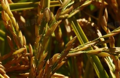 2023年水稻最低保护价多少钱,2023年水稻最低保护价会涨吗