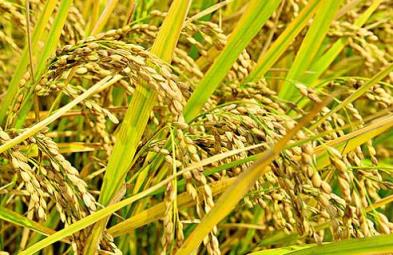 2023年水稻最低保护价多少钱,2023年水稻最低保护价会涨吗
