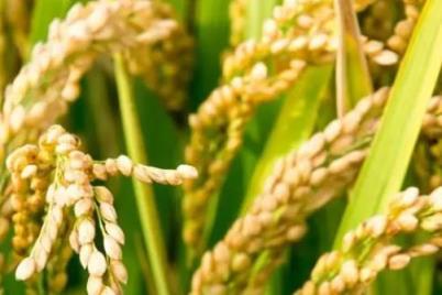 2023年水稻种什么品种最好,2023年水稻种什么品种值钱