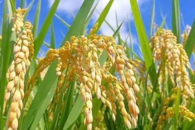 2023年水稻种什么品种最好,2023年水稻种什么品种值钱