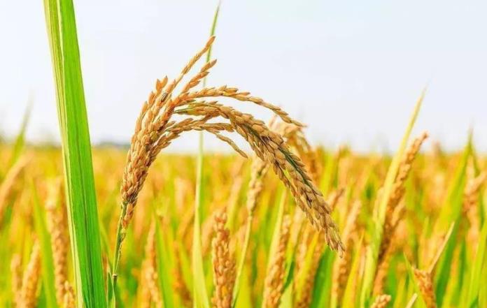 2023年稻谷最低收购价,2023年稻谷会疯狂涨价吗