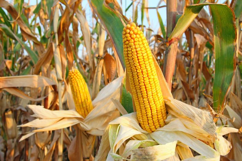 玉米价格最新行情2023,玉米价格2023年是涨是跌